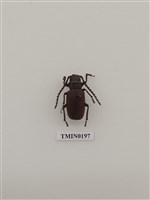 藏品(伊賀姬鋸天牛)的圖片